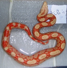 alemoz albino baby1