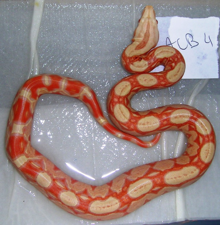 alemoz albino baby1