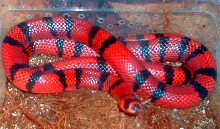alemoz3 femhond