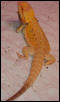 alemoz1