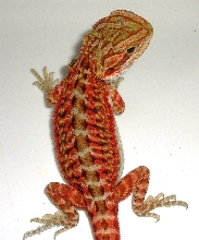 red italian leath