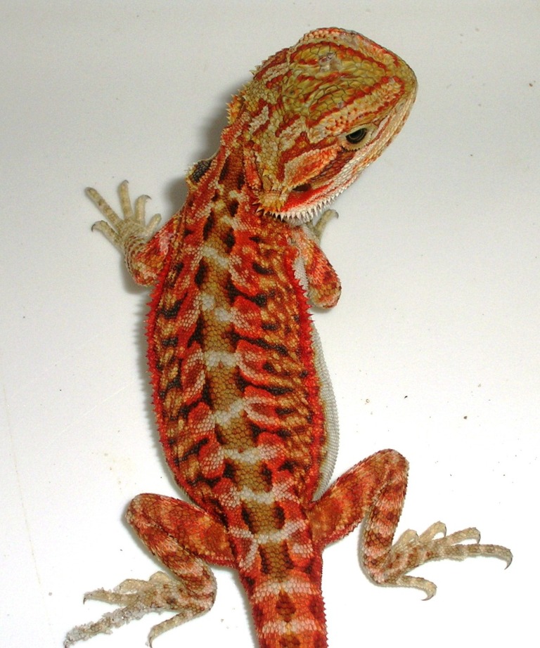 red italian leath