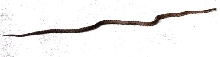 milksnake