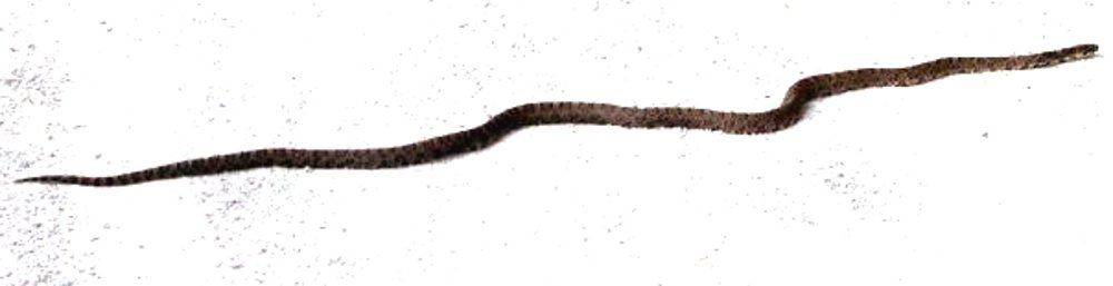 milksnake