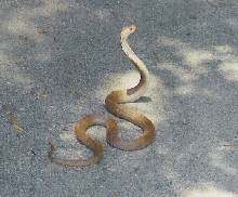cobra2