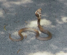 cobra3