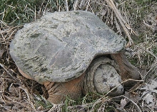 C. serpentina