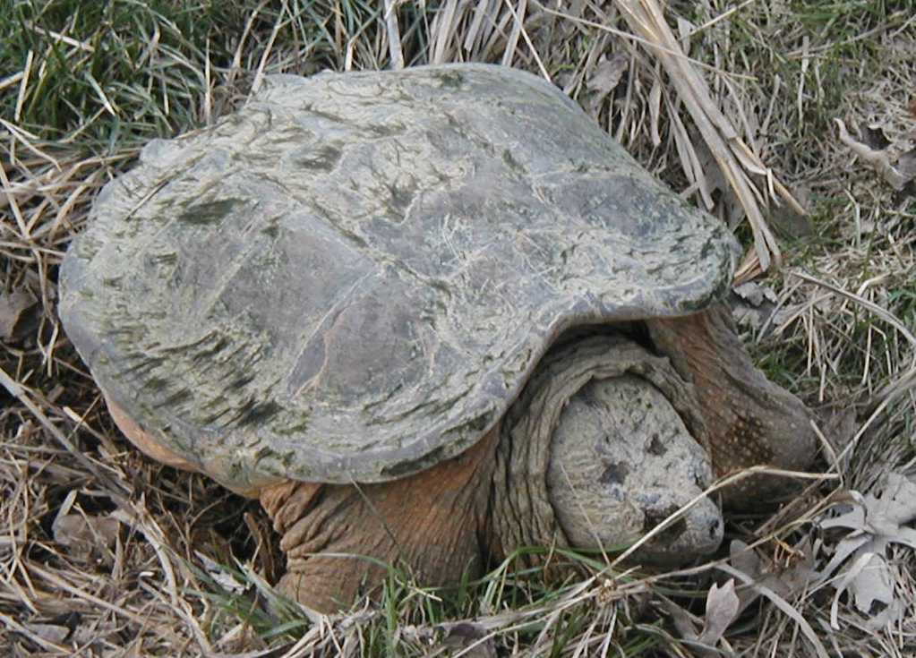 C. serpentina