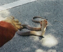 cobra