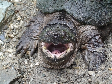 common snapping turtle