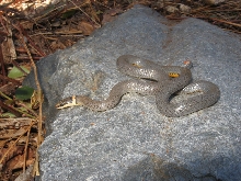 Northern Ring-necked Snake