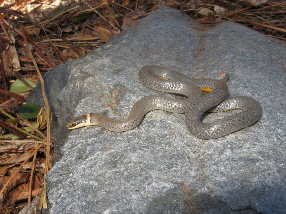 Northern Ring-necked Snake