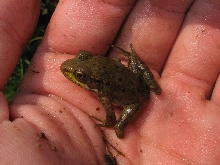 Malformed Green Frog