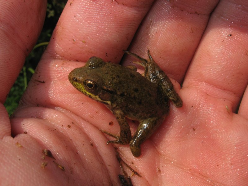 Malformed Green Frog