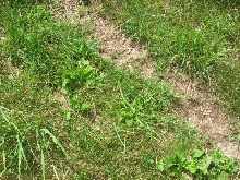 green2