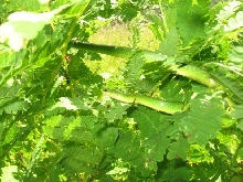 green4