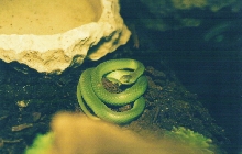 greensnake