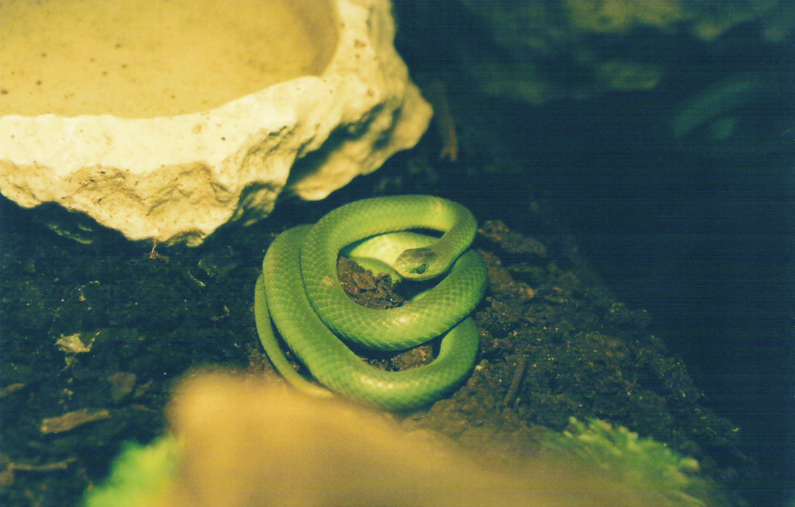 greensnake
