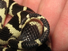 snake tail tip