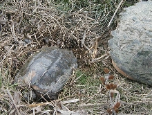 C. serpentina