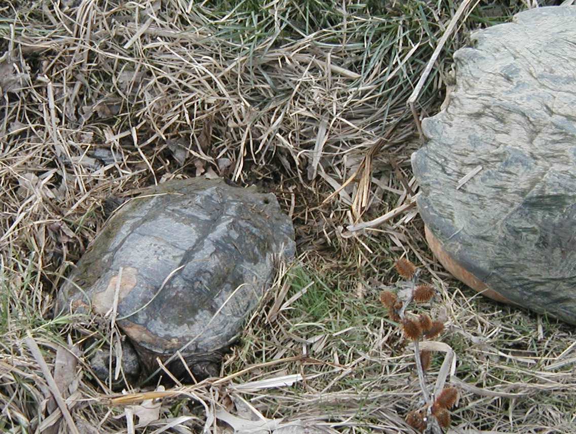 C. serpentina