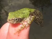 metamorph gray treefrog hyla versicolor