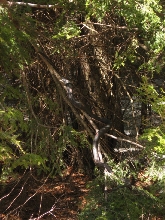 racer in tree2