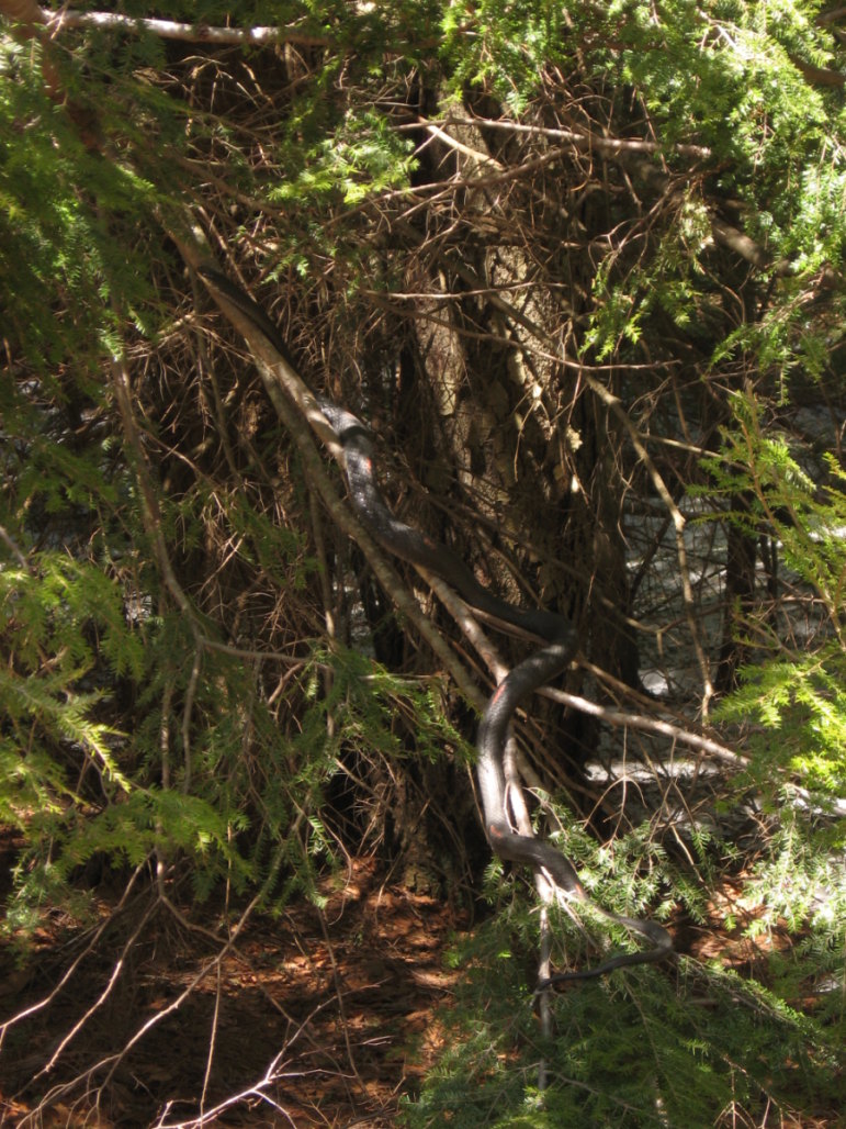 racer in tree2