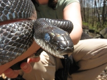 ratsnake