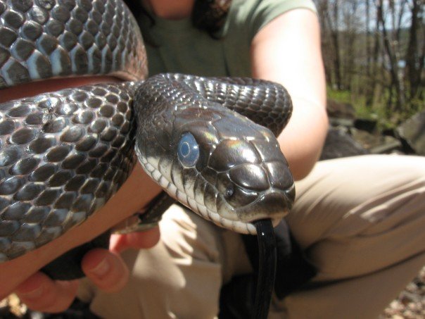 ratsnake