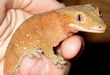 red female!