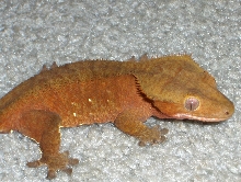 female