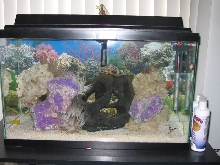 My Wanna be Reef Tank