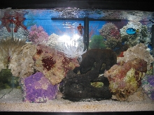 Updated Pic of My Wanna -Be Reef Tank