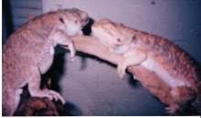 Charlotte and Rex