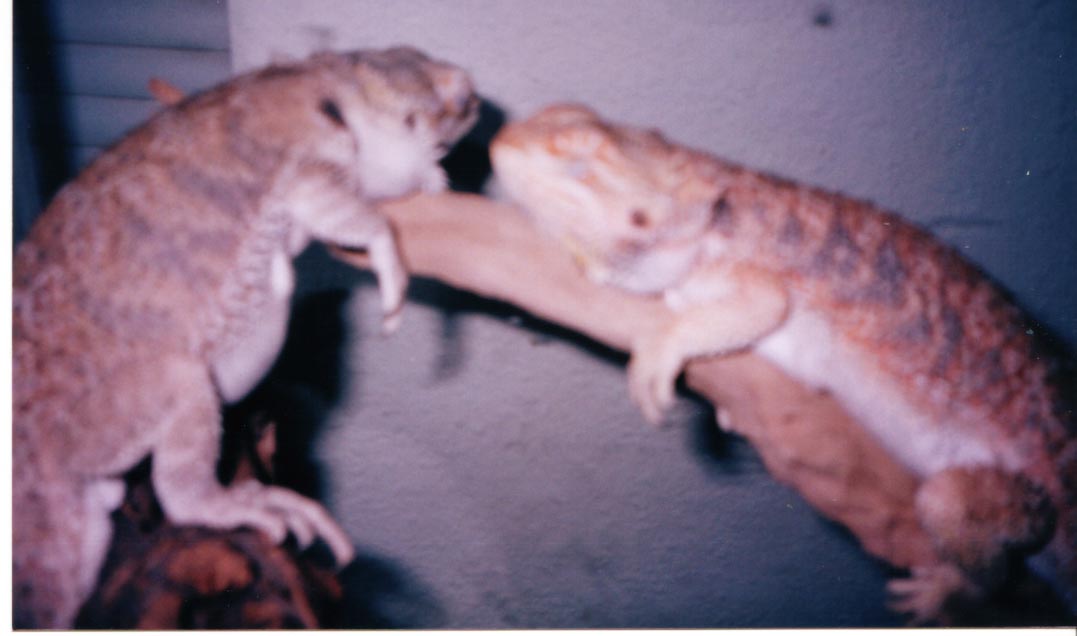Charlotte and Rex