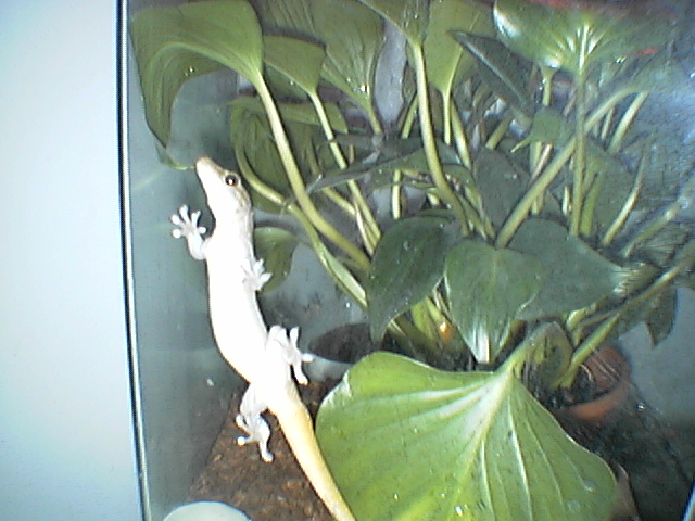 Golden Gecko