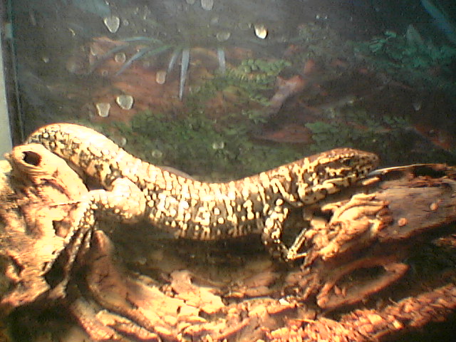 Anubis-Columbian Black & White