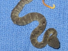black baby squam2