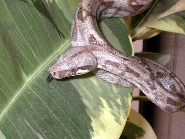 Aeries - Arboreal Hogg 1