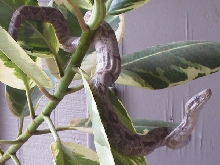 Aeries - Arboreal Hogg 2
