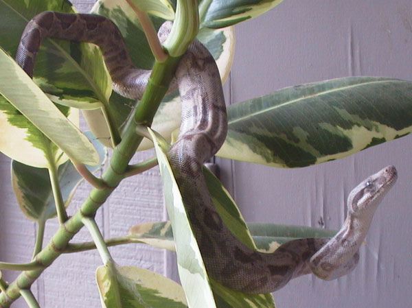 Aeries - Arboreal Hogg 2