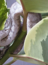 Aeries - Arboreal Hogg 3