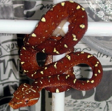 BG GTP