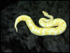Albino Female2