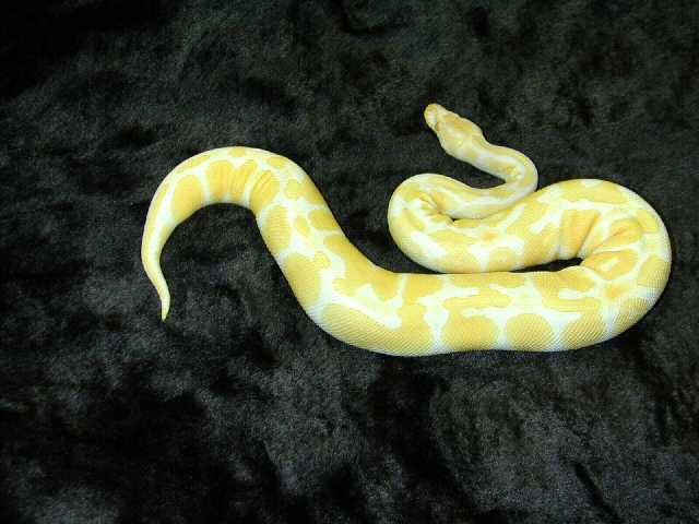 Albino Female2