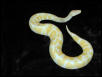 Albino Female