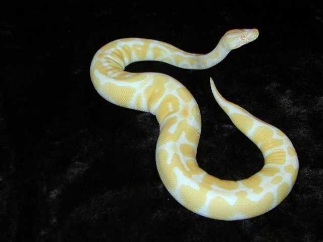 Albino Female