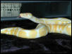 Male Albino