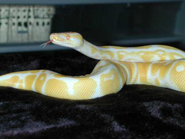 Male Albino